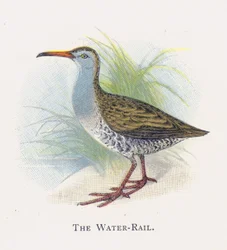 The Water-Rail